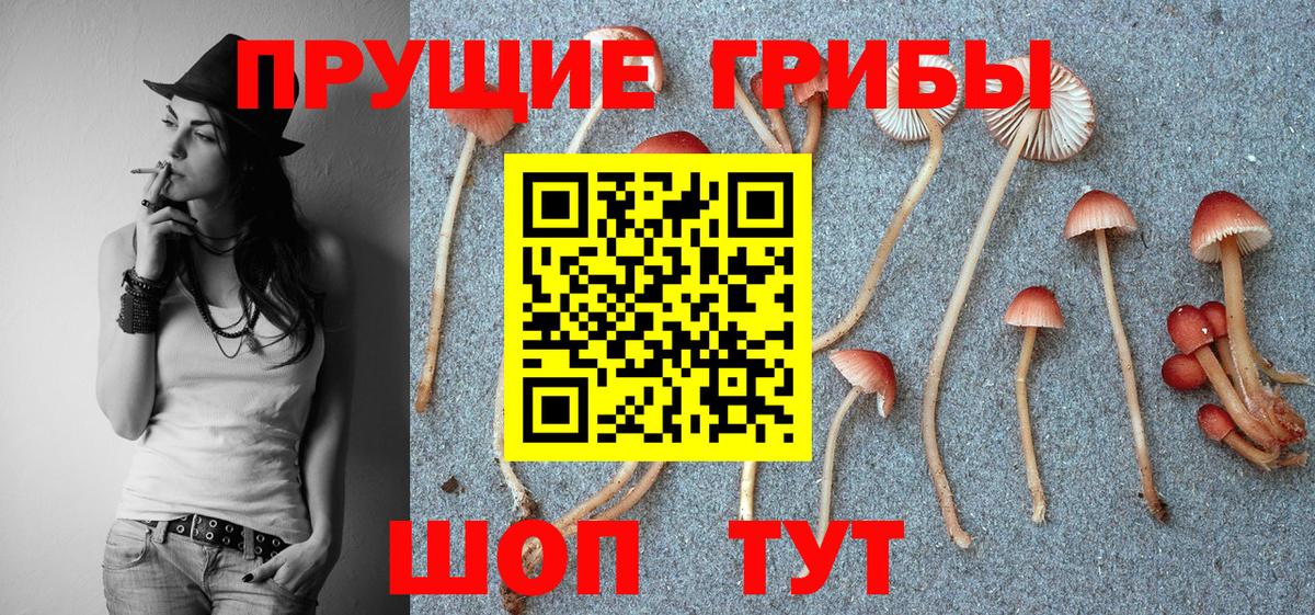 Псилоцибиновые грибы GOLDEN TEACHER Волоколамск
